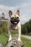 BOULEDOGUE FRANCAIS 681